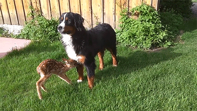 다리 다친 아기사슴을 구해주면 생기는 일 | 인스티즈