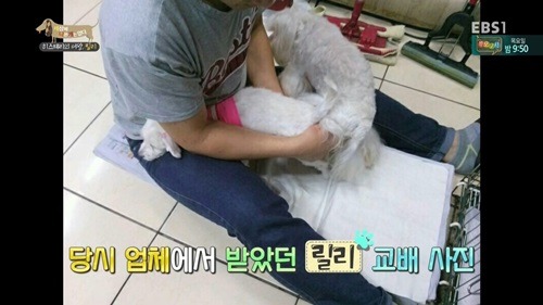 [세나개] 반려견을 업체에서 강제 교배를 하면 안되는 이유.jpgif | 인스티즈