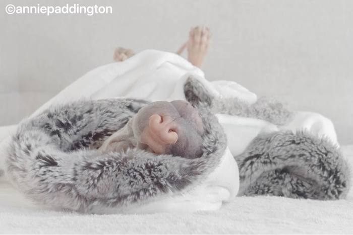 견종 이야기 - 샤페이 | 인스티즈