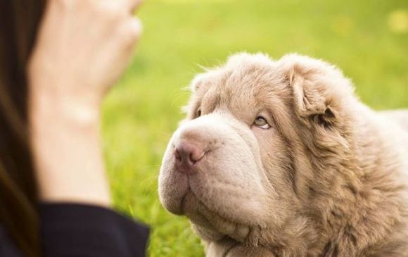 견종 이야기 - 샤페이 | 인스티즈