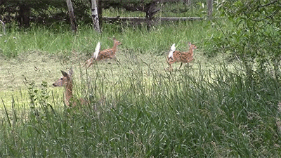 다리 다친 아기사슴을 구해주면 생기는 일.gif (데이터30MB) | 인스티즈