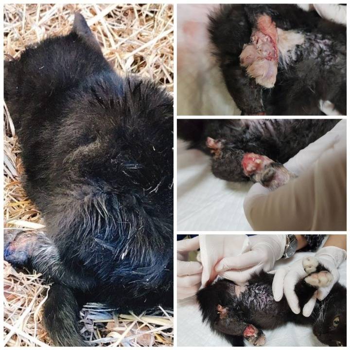 사람이 놓은 덫에 걸려 뼈가 드러난 까망이를 도와주세요😿(사진주의) | 인스티즈