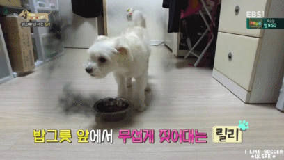 [세나개] 반려견을 업체에서 강제 교배를 하면 안되는 이유.jpgif | 인스티즈