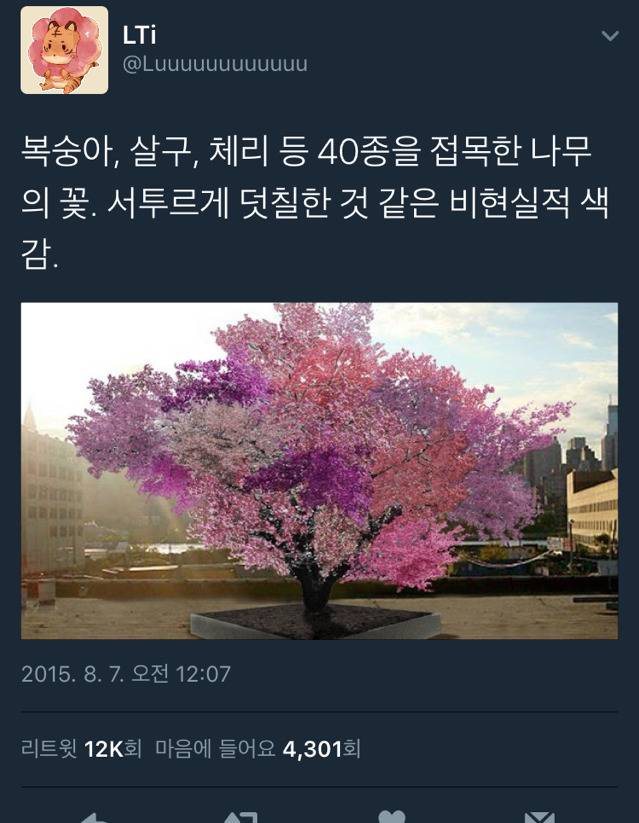 복숭아 살구 체리등 40종을 접목한 나무의 꽃 | 인스티즈