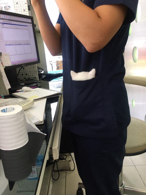 동물병원의 아기고양이 | 인스티즈