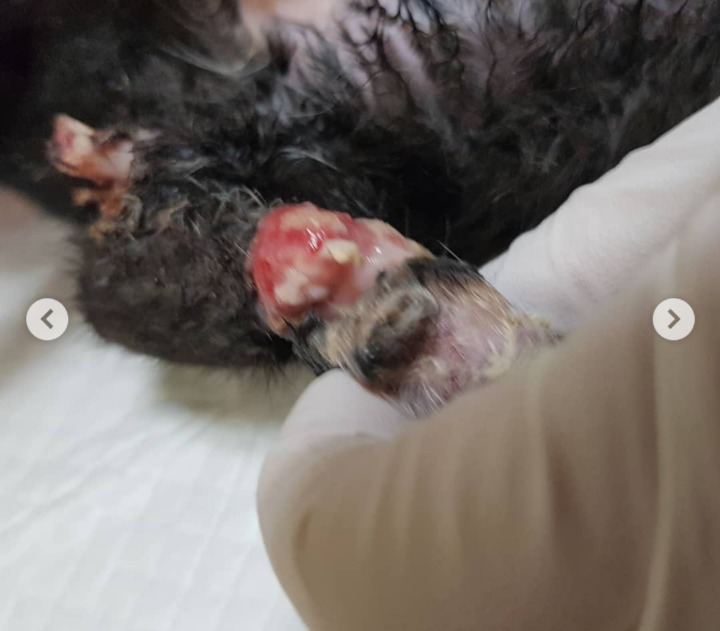 사람이 놓은 덫에 걸려 뼈가 드러난 까망이를 도와주세요😿(사진주의) | 인스티즈