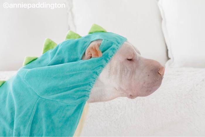 견종 이야기 - 샤페이 | 인스티즈