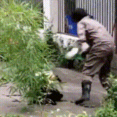 [움짤] 아기 팬더 | 인스티즈