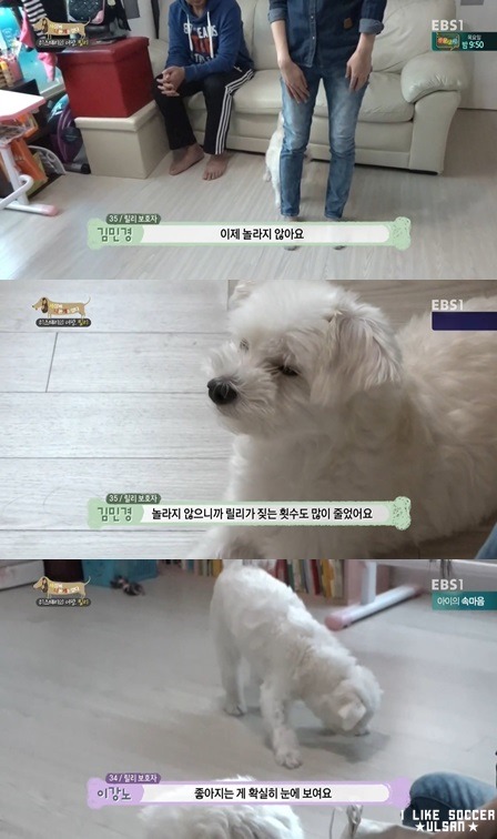 [세나개] 반려견을 업체에서 강제 교배를 하면 안되는 이유.jpgif | 인스티즈