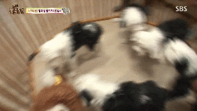 포메라니안의 사자 코스프레.gif | 인스티즈