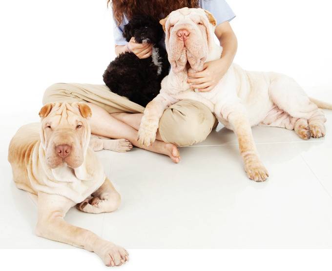 견종 이야기 - 샤페이 | 인스티즈