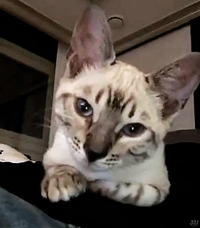 비투비 육성재의 고양이 삼이 | 인스티즈