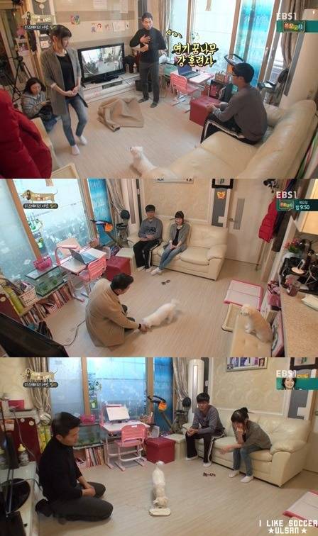 [세나개] 반려견을 업체에서 강제 교배를 하면 안되는 이유.jpgif | 인스티즈