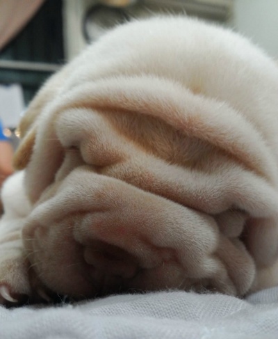 견종 이야기 - 샤페이 | 인스티즈