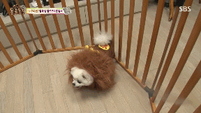 포메라니안의 사자 코스프레.gif | 인스티즈