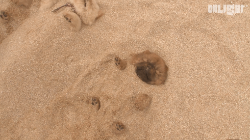 [심장주의] 새끼강아지가 모래에 묻힌 채 발견되어 충격.gif | 인스티즈