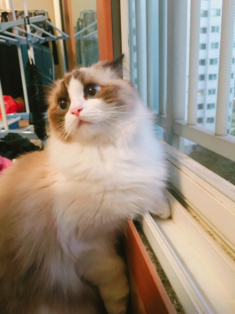 바다보다 깊은 고양이의 눈:) | 인스티즈