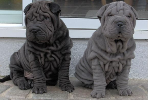 견종 이야기 - 샤페이 | 인스티즈