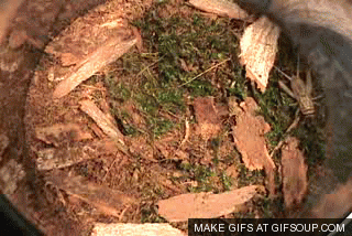 신기한 동물의 세계.gif | 인스티즈