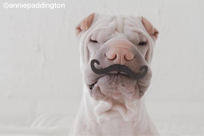 견종 이야기 - 샤페이 | 인스티즈