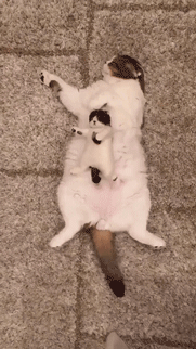 꿀잠 자는 아기고양이 | 인스티즈