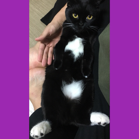 2018년 첫 고양이 | 인스티즈