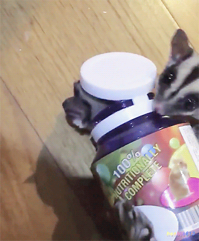 방탄소년단 진이 키우는 슈가글라이더 오뎅이와 어묵이 | 인스티즈