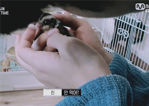 방탄소년단 진이 키우는 슈가글라이더 오뎅이와 어묵이 | 인스티즈