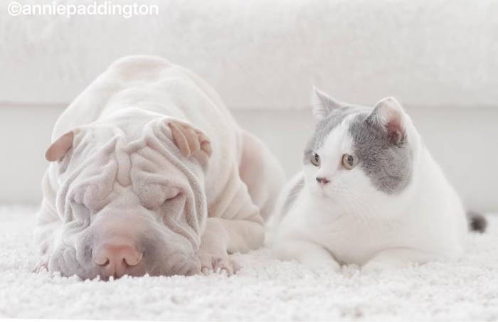 견종 이야기 - 샤페이 | 인스티즈