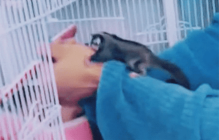 방탄소년단 진이 키우는 슈가글라이더 오뎅이와 어묵이 | 인스티즈