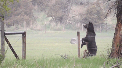 다리 다친 아기사슴을 구해주면 생기는 일.gif (데이터30MB) | 인스티즈