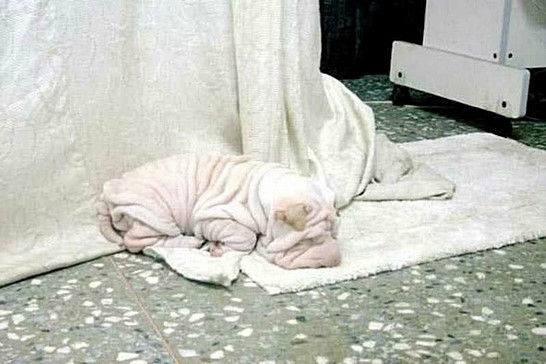 견종 이야기 - 샤페이 | 인스티즈