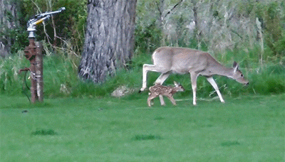 다리 다친 아기사슴을 구해주면 생기는 일 | 인스티즈