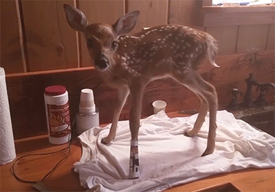 다리 다친 아기사슴을 구해주면 생기는 일.gif (데이터30MB) | 인스티즈