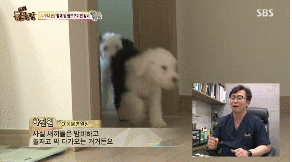 포메라니안의 사자 코스프레.gif | 인스티즈