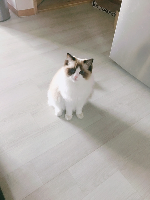 바다보다 깊은 고양이의 눈:) | 인스티즈