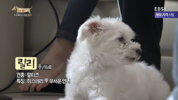 [세나개] 반려견을 업체에서 강제 교배를 하면 안되는 이유.jpgif | 인스티즈