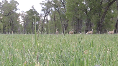 다리 다친 아기사슴을 구해주면 생기는 일 | 인스티즈