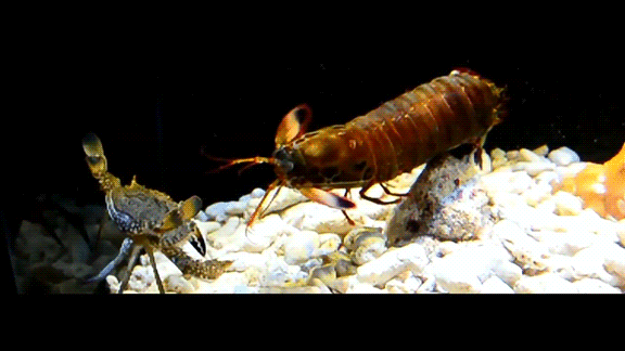 신기한 동물의 세계.gif | 인스티즈