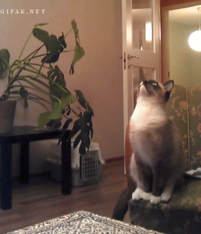 고장난 고양이 모음.gif(데이터주의) | 인스티즈