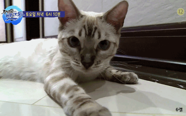 비투비 육성재의 고양이 삼이 | 인스티즈