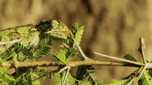 신기한 동물의 세계.gif | 인스티즈