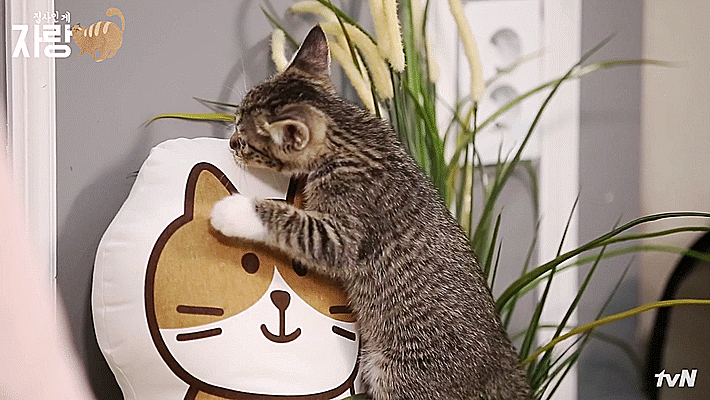 JBJ 김용국이 키우는 고양이 톨비 르시 | 인스티즈