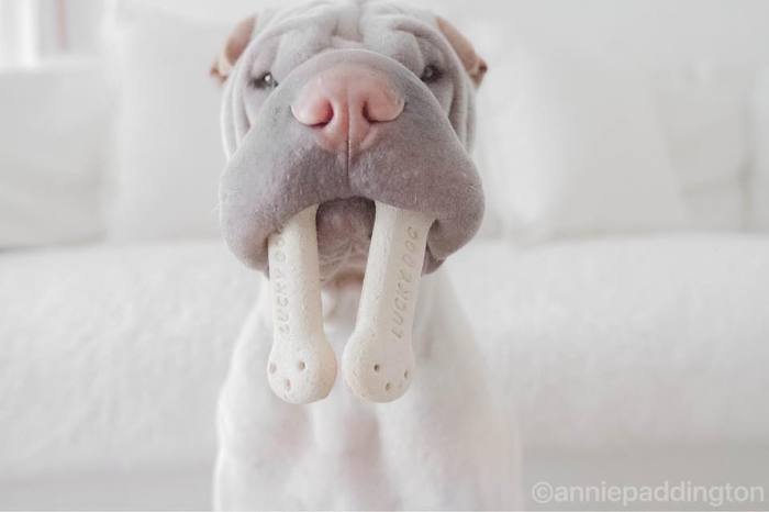 견종 이야기 - 샤페이 | 인스티즈