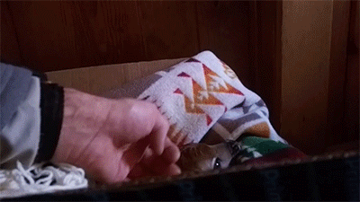 다리 다친 아기사슴을 구해주면 생기는 일.gif (데이터30MB) | 인스티즈