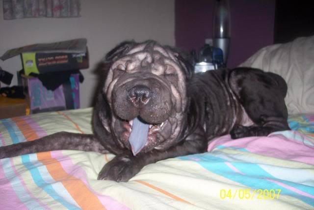 견종 이야기 - 샤페이 | 인스티즈