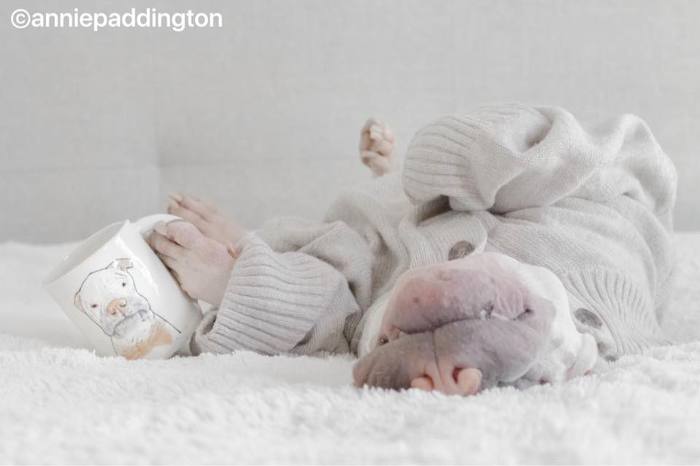 견종 이야기 - 샤페이 | 인스티즈