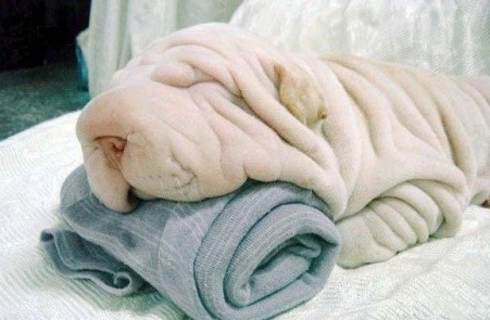 견종 이야기 - 샤페이 | 인스티즈