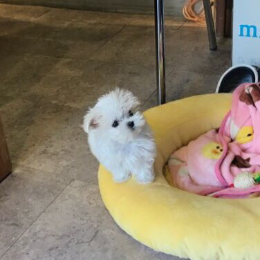 혹시 17년 11월 13일 선천성 심장기형 강아지 아들이 글 기억해? | 인스티즈