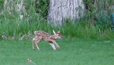 다리 다친 아기사슴을 구해주면 생기는 일.gif (데이터30MB) | 인스티즈